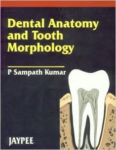 Dental Anatomy And Tooth Morphology