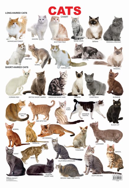 Cat Chart : Reference Educational Wall Chart