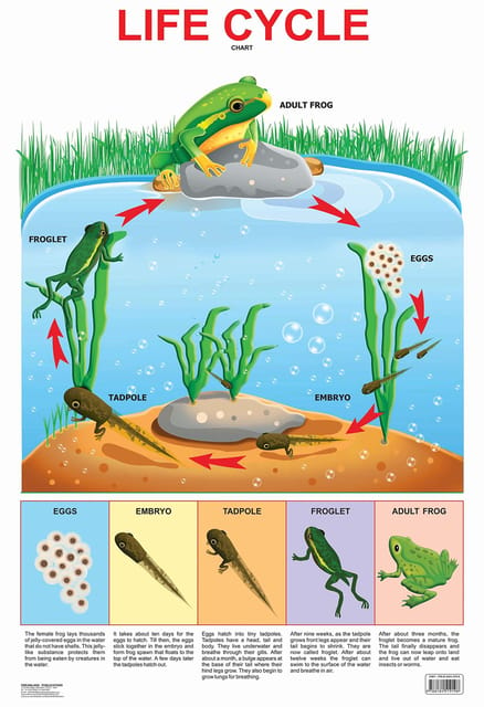 Life Cycle Chart : Reference Educational Wall Chart