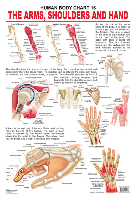 The Shoulders, Arms & Hand : Reference Educational Wall Chart