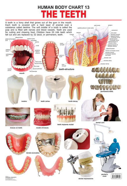 The Teeth : Reference Educational Wall Chart