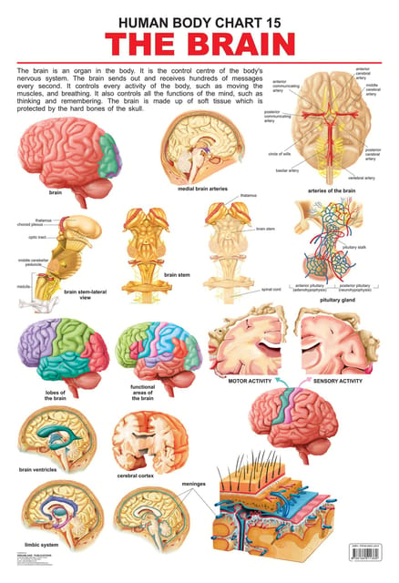 The Brain : Reference Educational Wall Chart