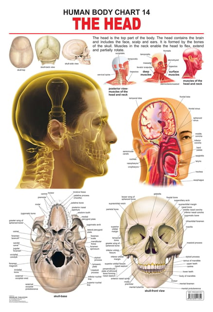 The Head : Reference Educational Wall Chart