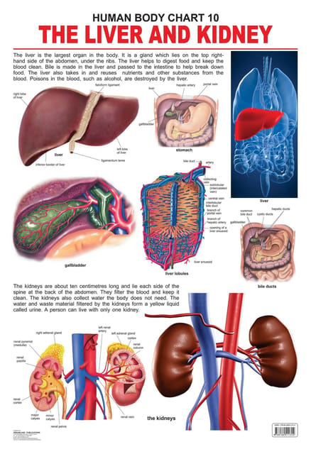 The Liver & Kidney : Reference Educational Wall Chart