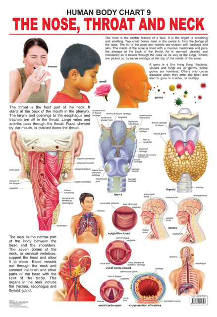 The Nose, Throat & Neck : Reference Educational Wall Chart