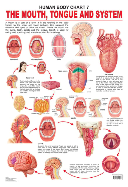 The Mouth, Tongue & Speech : Reference Educational Wall Chart