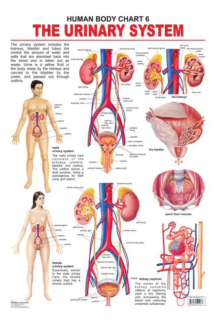 The Urinary System : Reference Educational Wall Chart