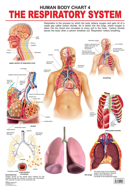 The Respiratory System : Reference Educational Wall Chart