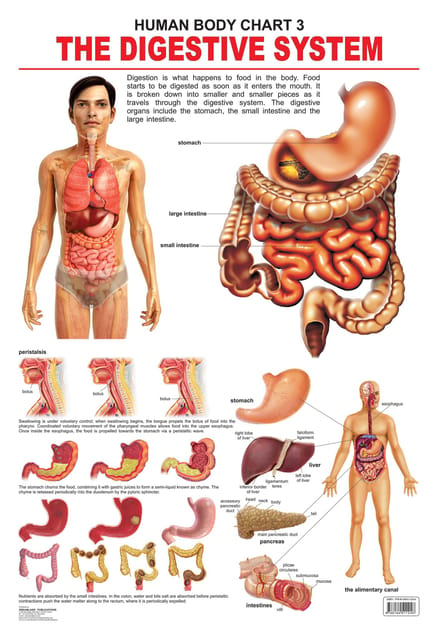 The Digestive System : Reference Educational Wall Chart