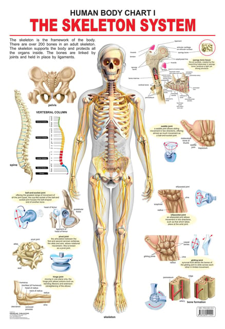 The Skeletal System : Reference Educational Wall Chart