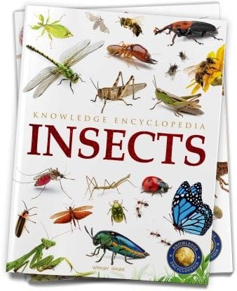 Animals - Insects : Knowledge Encyclopedia For Children