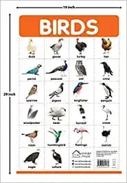 Birds - My First Early Learning Wall Posters: For Preschool, Kindergarten, Nursery And Homeschooling (19 Inches X 29 Inches)