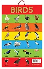 Birds - Early Learning Educational Posters For Children: Perfect For Kindergarten, Nursery and Homeschooling (19 Inches X 29 Inches)