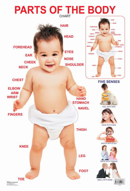 Parts of The Body : Reference Educational Wall Chart