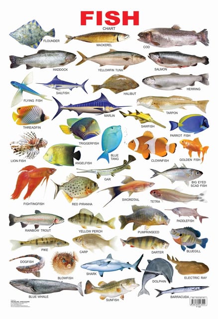 Fish : Reference Educational Wall Chart