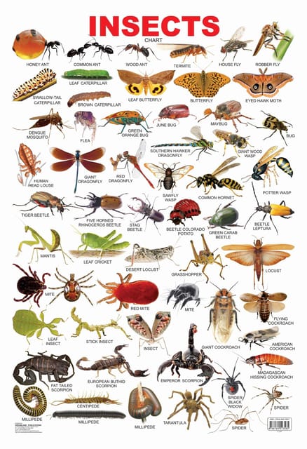 Insect : Reference Educational Wall Chart