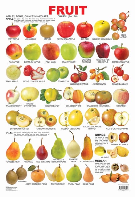 Fruit Chart - 1 : Reference Educational Wall Chart