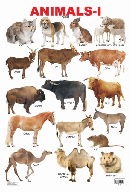 Animals-1 : Reference Educational Wall Chart