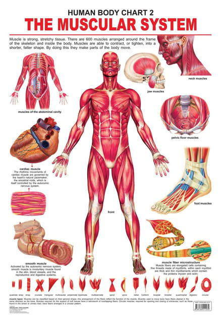 The Muscular System : Reference Educational Wall Chart