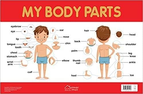 My Body Parts Chart - Early Learning Educational Chart For Kids: Perfect For Homeschooling, Kindergarten and Nursery Students